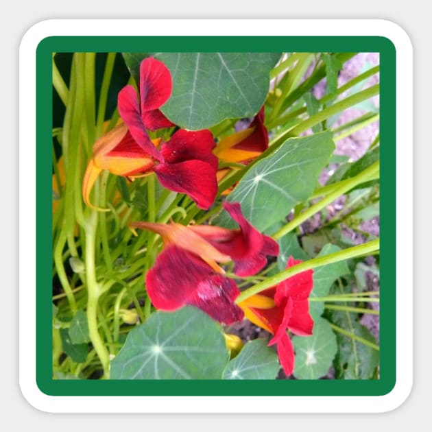 Red Nasturtium Sticker by Hajarsdeco